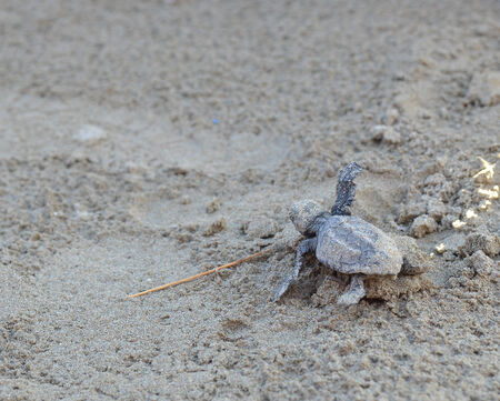 Caretta caretta turtleの写真素材