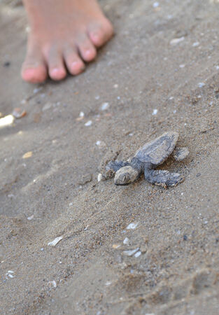Caretta caretta turtleの写真素材