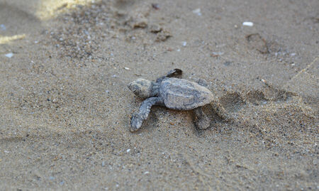 Caretta caretta turtleの写真素材