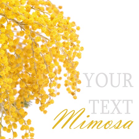 The yellow mimosa  isolated on white の写真素材