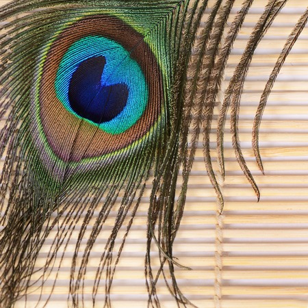 Beautiful feather of a peacock close upの写真素材