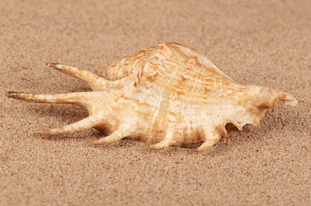 The sea shell in the sand close-upの写真素材