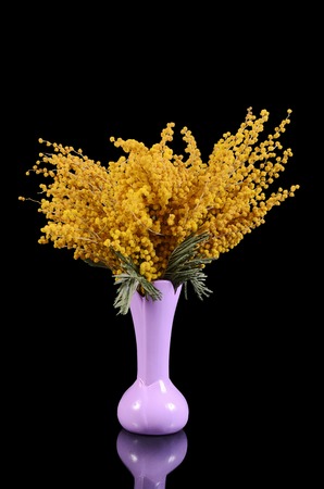 The yellow mimosa on a black backgroundの写真素材