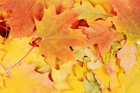 The autumn maple leaves as a  background