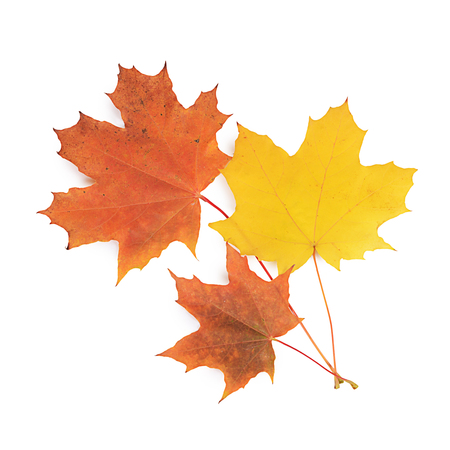 Autumn maple leaves isolated on white background
