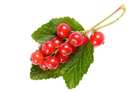 The red currant isolated on white backgroundの写真素材