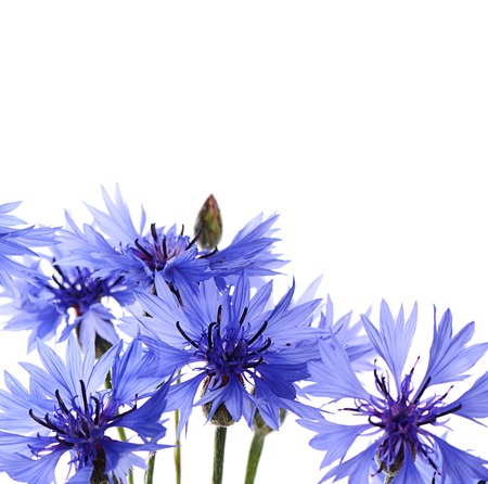 The beautiful cornflower isolated on white backgroundの写真素材