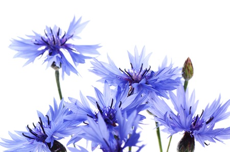 The beautiful cornflower isolated on white backgroundの写真素材