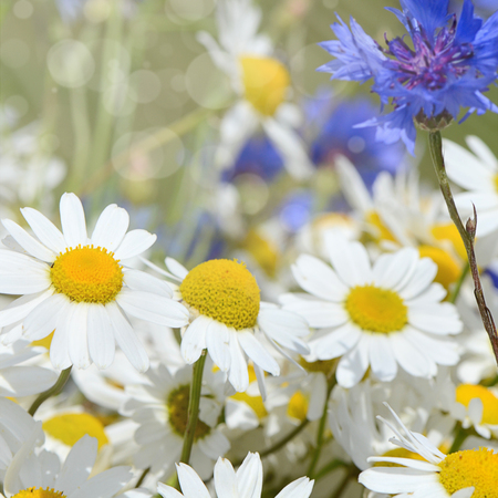 The summer field with daisies and cornflowerの写真素材