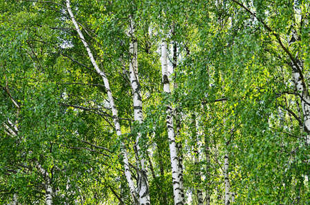 The trees in park in the summerの写真素材