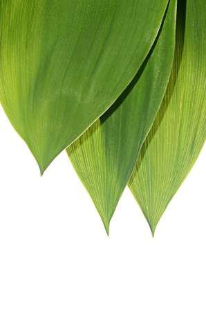 Green leaves of lily of the valley
