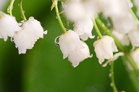 The lily of the Valley - Convallaria Majalisの写真素材