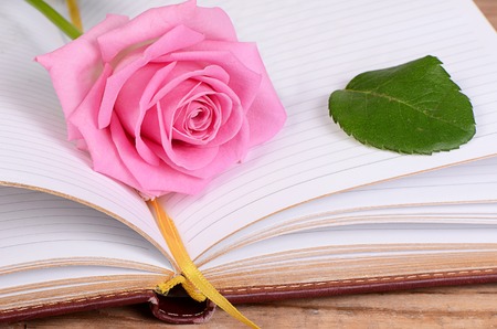 The rose on the book close upの写真素材