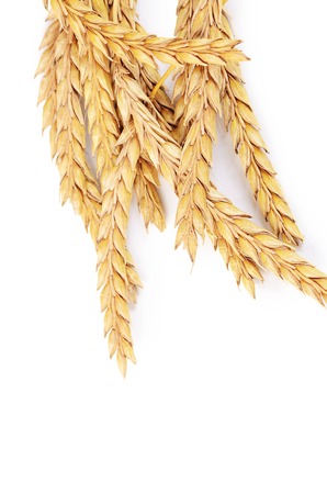 Ears of ripe wheat isolated on whiteの写真素材