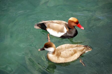 Ducks swim on a pond in summerの写真素材