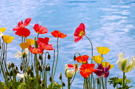 The beautiful poppies on the blue lakeの写真素材