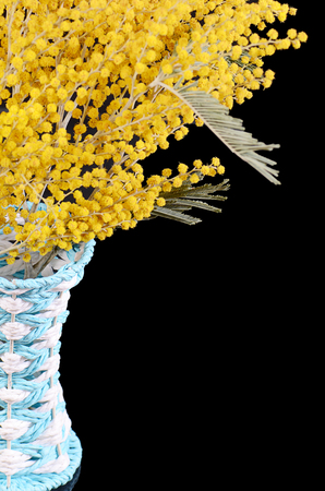 The yellow mimosa  on a black backgroundの写真素材