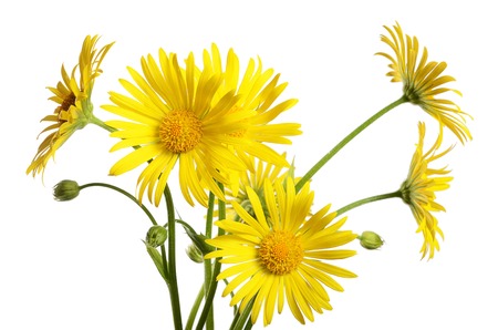 Yellow chamomile isolated on a white backgroundの写真素材