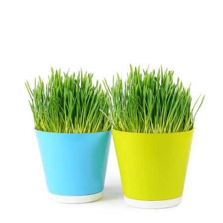 Green grass in pot isolated on whiteの写真素材