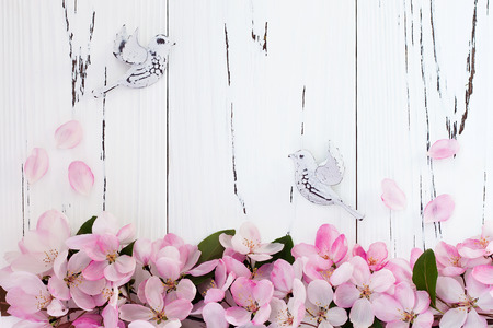 Spring apple blossom with pair birds on old vintage wooden background. Top viewの写真素材