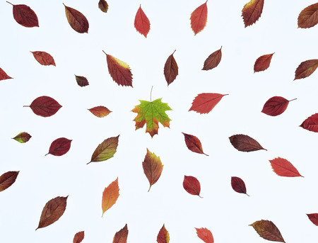 Autumn composition with bright red leaves directed towards the center. In the center is a maple...