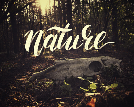 Composite image with overlaid hand drawn lettering. Word Nature on background forest landscape with the skull of the unknown animal in the foreground. Creative poster for your designの写真素材