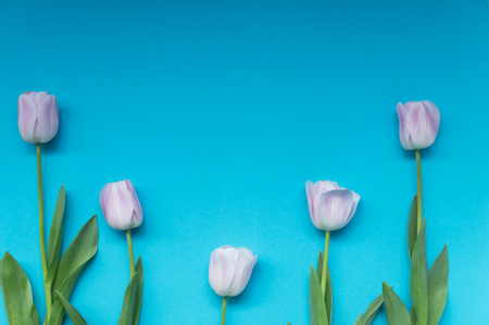 Creative mockup made of pink tulips rhythmically arranged on blue background. Flat lay.の写真素材