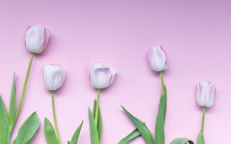 Creative composition made of pink tulips on pink background. Flat lay.の写真素材