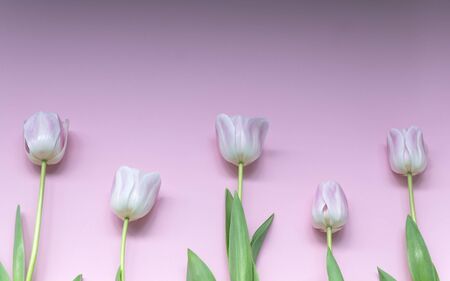 Creative layout made of pink tulips rhythmically arranged on pink background. Flat lay.の写真素材