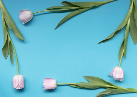 Creative mockup made of frame of pink tulips on blue background. Flat lay.の写真素材