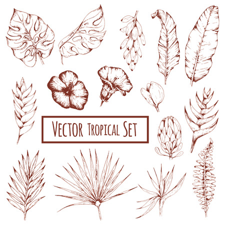 vector monochrome set of tropical leaves and flowersのイラスト素材