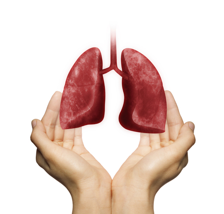 A human lungs between two palms of a woman on white isolated background. The concept of a healthy lungs.の写真素材