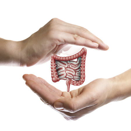 A human bowel between two palms of a woman on white isolated background. The concept of a healthy bowel.の写真素材
