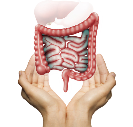 A human bowel between two palms of a woman on white isolated background. The concept of a healthy bowel.の写真素材