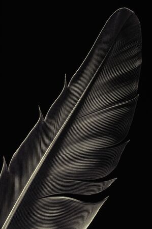 Fragment of bird's feather, close-up. Black and white.