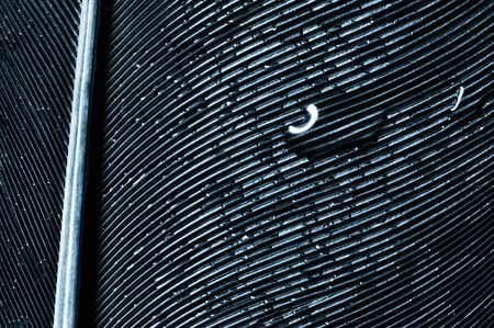 Fragment of bird's feather with water drops, close-up. Black and white.の写真素材