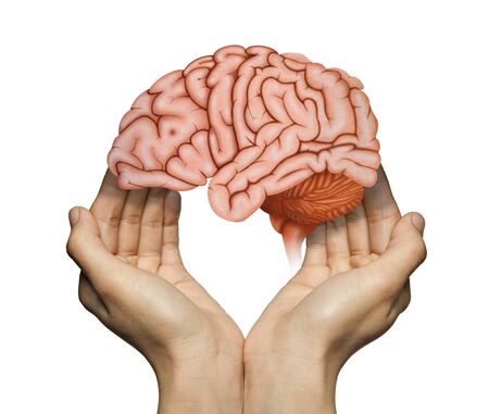 A human brain between two palms of a woman on white isolated background. Brain protection and...