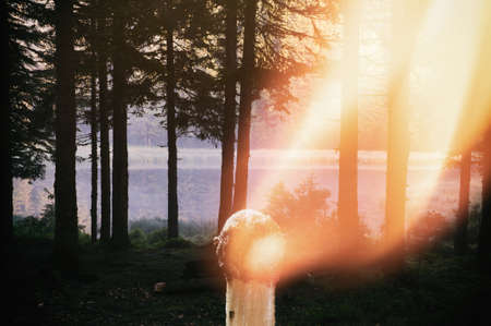 Image with double exposure. Coniferous forest and burning match. Careless handling of fire. Conceptの写真素材