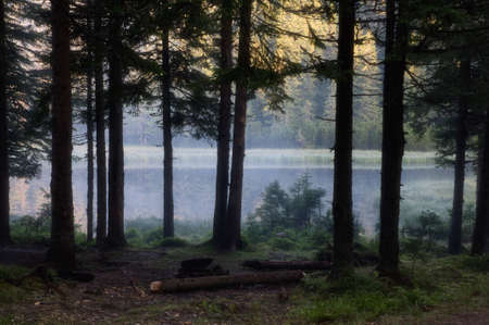 Beautiful landscape of morning forest.