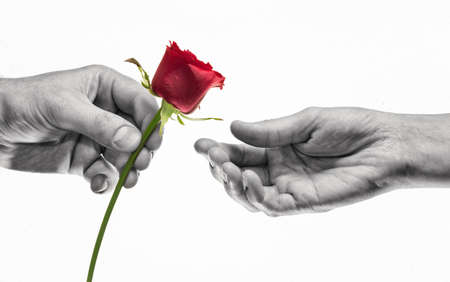 Red rose in woman and man hands. Concept of love, gift giving, courtship. Black and white.