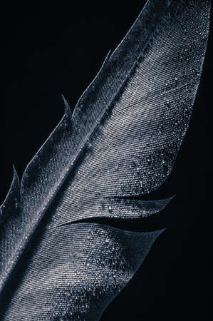 Fragment of bird's feather with water drops, close-up. Black and white.の写真素材