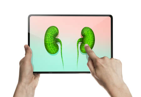 Kidneys. Hand touches a kidneys on a digital tablet screen. Online consultation, medical test...