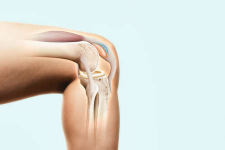 Human anatomy. The structure of the knee joint.の写真素材