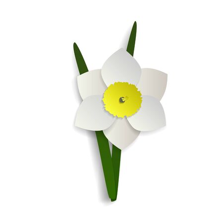 A Single Daffodil Spring Flower With Stem And Leaves Isolated On A White Background.のイラスト素材