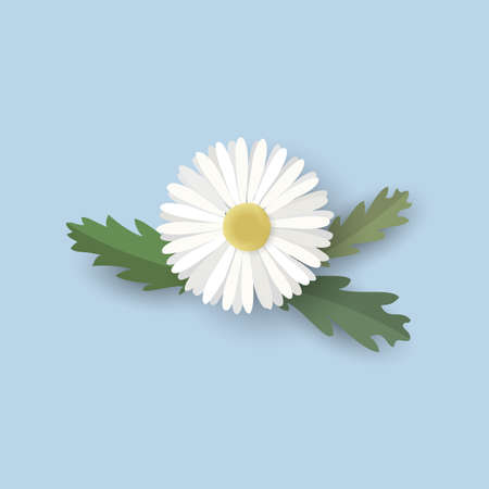 Isolated Chamomile Flower with Leaves. Vector Illustrationのイラスト素材