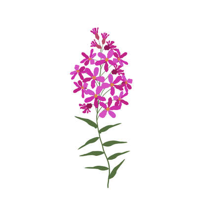 A Single Wild Flower on a White Background. A Herbaceous Flowering Plant.のイラスト素材