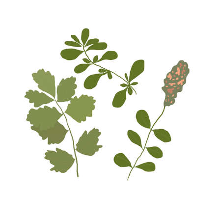 A Single Wild Flower on a White Background. A Herbaceous Flowering Plant.のイラスト素材