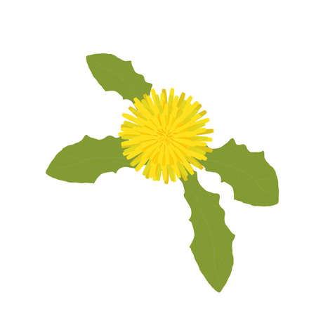 A Single Wild Flower on a White Background. A Herbaceous Flowering Plant.のイラスト素材