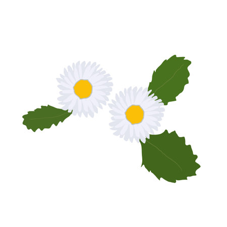 A Single Wild Flower on a White Background. A Herbaceous Flowering Plant.のイラスト素材
