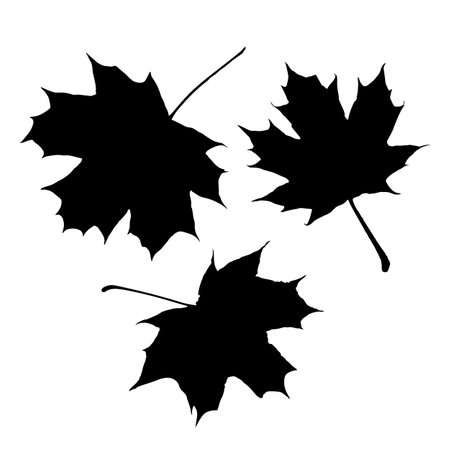 Maple leaf vector icon on white backgroundのイラスト素材